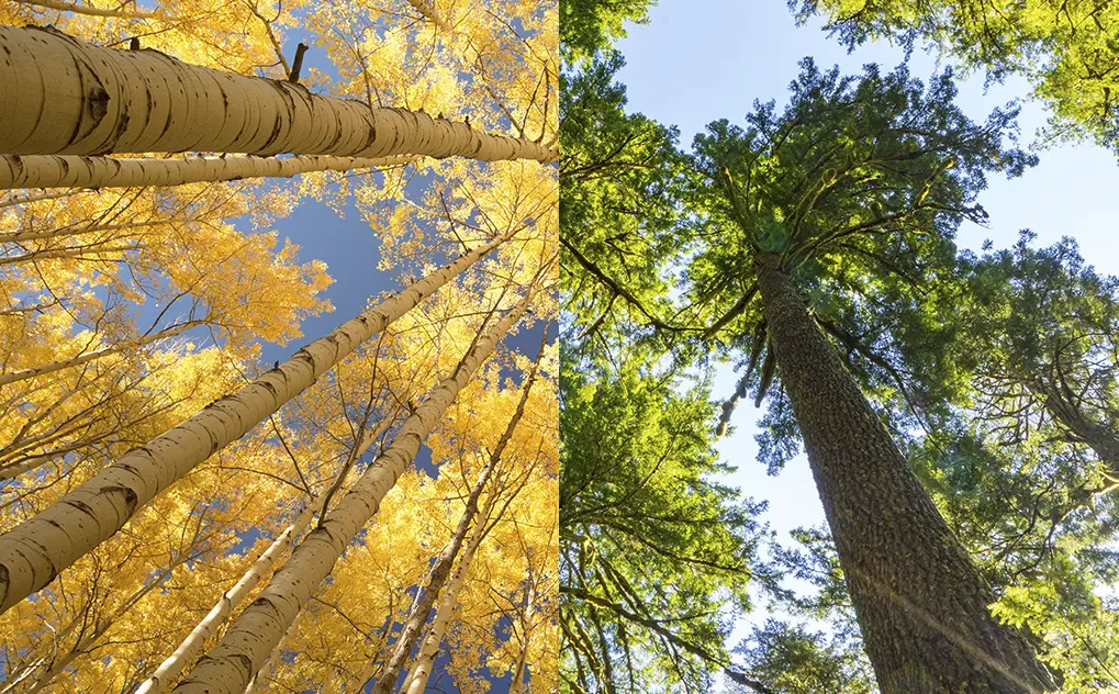 Pappel und Hemlock nachhaltige Holzquellen